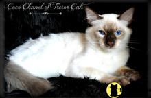 balinese kitten posted by tresorcats