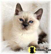 siamese kitten posted by tresorcats