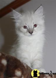 siberian kitten posted by kandizkatz