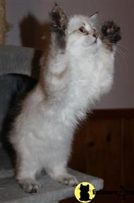 siberian kitten posted by kandizkatz