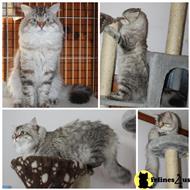 siberian cat posted by kandizkatz