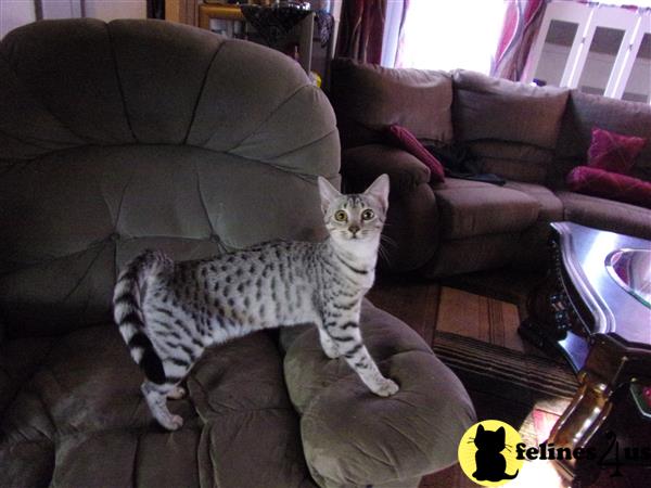 KPurrs Picture 1
