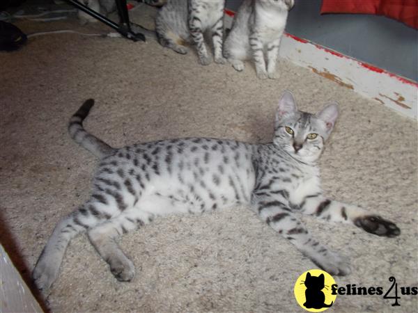 KPurrs Picture 2
