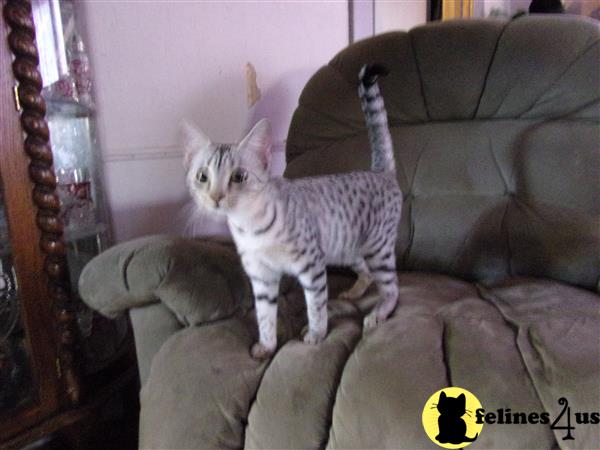 KPurrs Picture 2