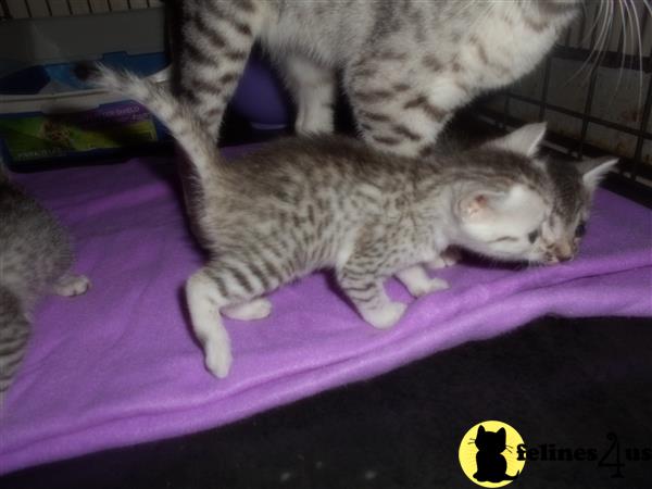 Egyptian Mau kitten for sale