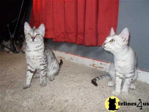 KPurrs Picture 3