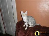 egyptian mau cat posted by KPurrs