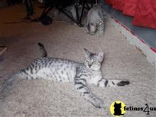 egyptian mau cat posted by KPurrs
