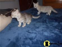 egyptian mau kitten posted by KPurrs