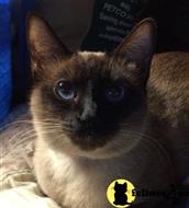 siamese cat posted by Nepashequah