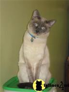 siamese cat posted by Nepashequah