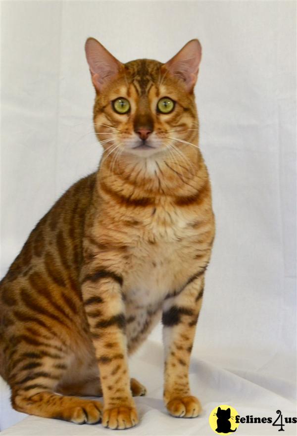 bengals4sale Picture 2