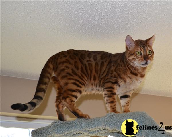 bengals4sale Picture 3