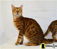 bengal cat posted by bengals4sale