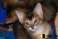 abyssinian kitten posted by Arroyo Abyssinians