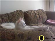 turkish angora kitten posted by mavimagic
