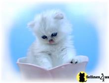 persian kitten posted by Alchemist