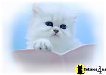 persian kitten posted by Alchemist