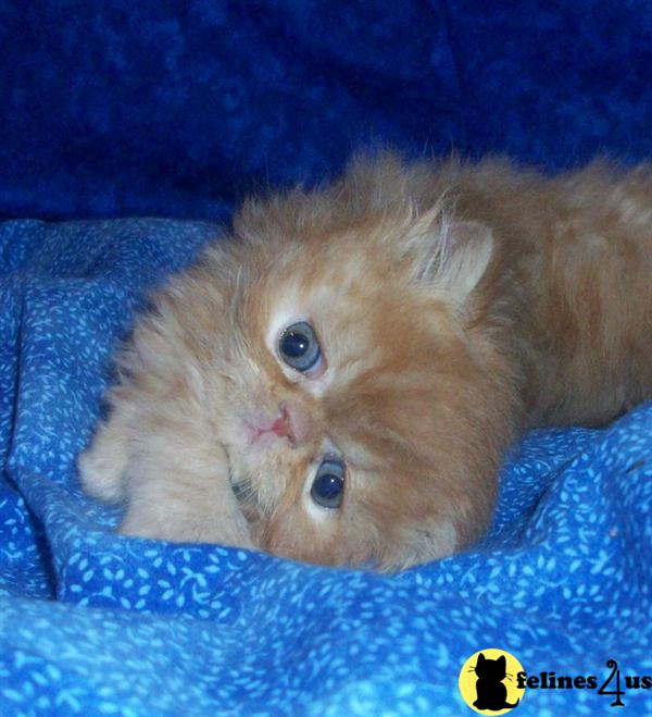 Persian Kittens for sale in AZ CFA Pure Persian for sale