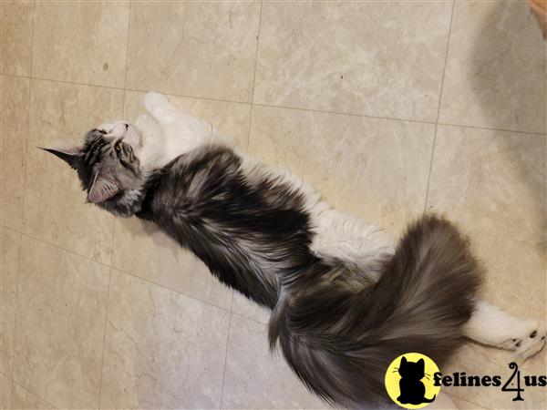 Maine Coon kitten for sale