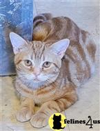 american shorthair kitten posted by Carolina Companions