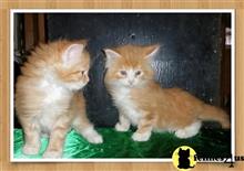 maine coon kitten posted by Carolina Companions