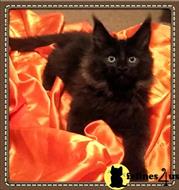 maine coon kitten posted by Carolina Companions