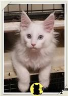 maine coon kitten posted by Carolina Companions