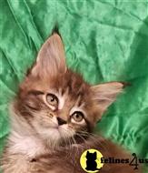 maine coon kitten posted by Carolina Companions