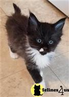maine coon kitten posted by Carolina Companions