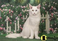 maine coon kitten posted by Carolina Companions