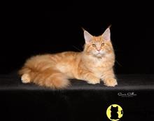 maine coon kitten posted by Carolina Companions