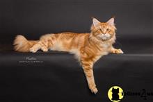 maine coon kitten posted by Carolina Companions