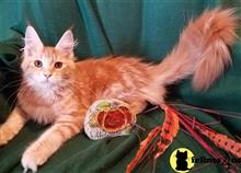 maine coon kitten posted by Carolina Companions
