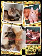 maine coon kitten posted by Carolina Companions