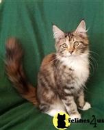 maine coon kitten posted by Carolina Companions