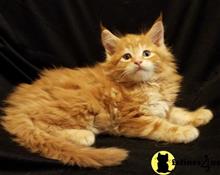 maine coon kitten posted by Carolina Companions