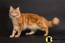 maine coon kitten posted by Carolina Companions