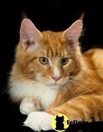 maine coon kitten posted by Carolina Companions