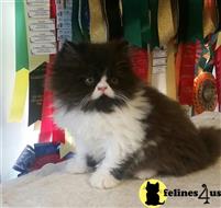 persian kitten posted by Carolina Companions