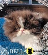 persian kitten posted by Carolina Companions