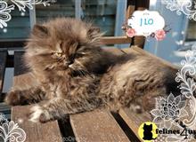 persian kitten posted by Carolina Companions