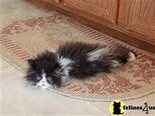 persian kitten posted by Carolina Companions