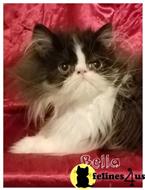 persian kitten posted by Carolina Companions