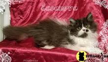persian kitten posted by Carolina Companions