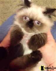persian kitten posted by sarahromayne