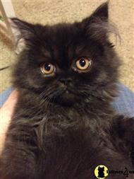persian kitten posted by sarahromayne
