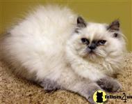 persian kitten posted by sarahromayne