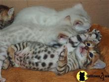 bengal kitten posted by poconopaws-n-wiskers.com