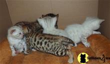 bengal kitten posted by poconopaws-n-wiskers.com